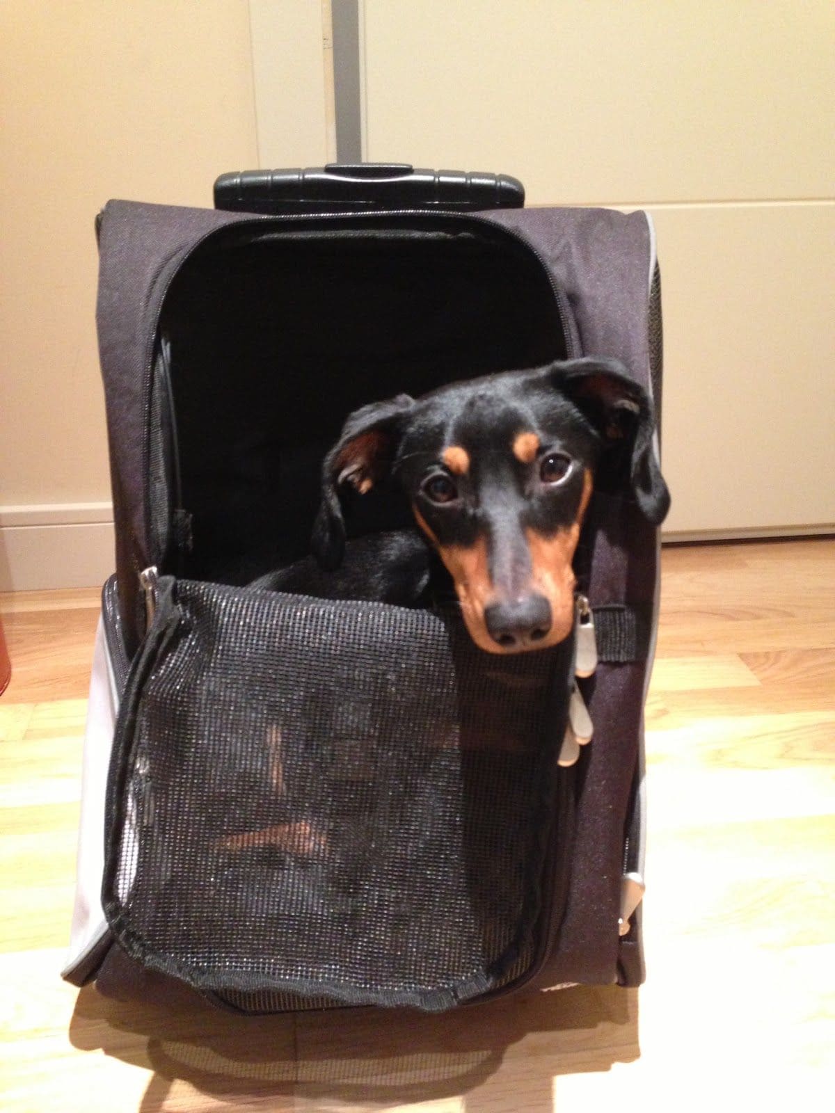 Mochila.+Viajar+con+perro2