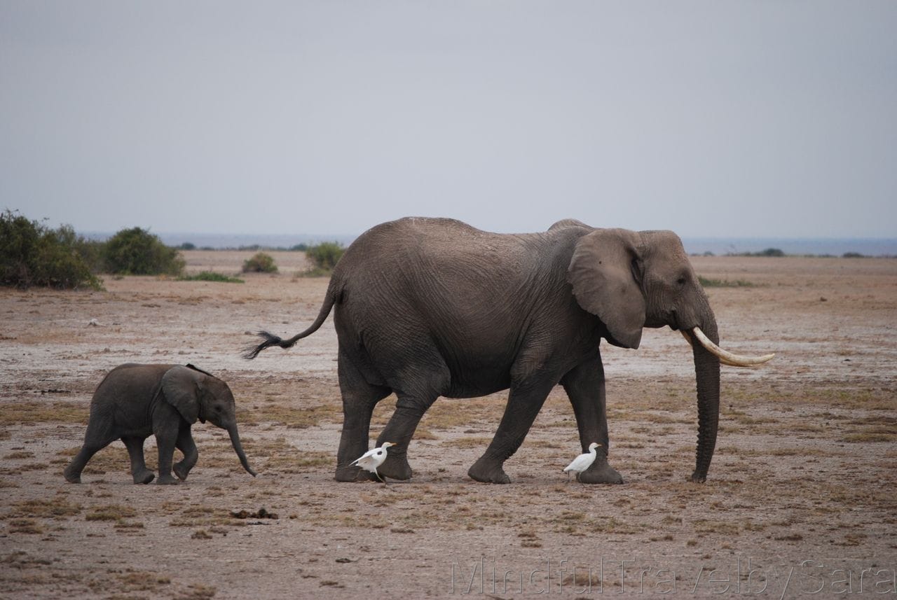Amboseli Elefante bebe3