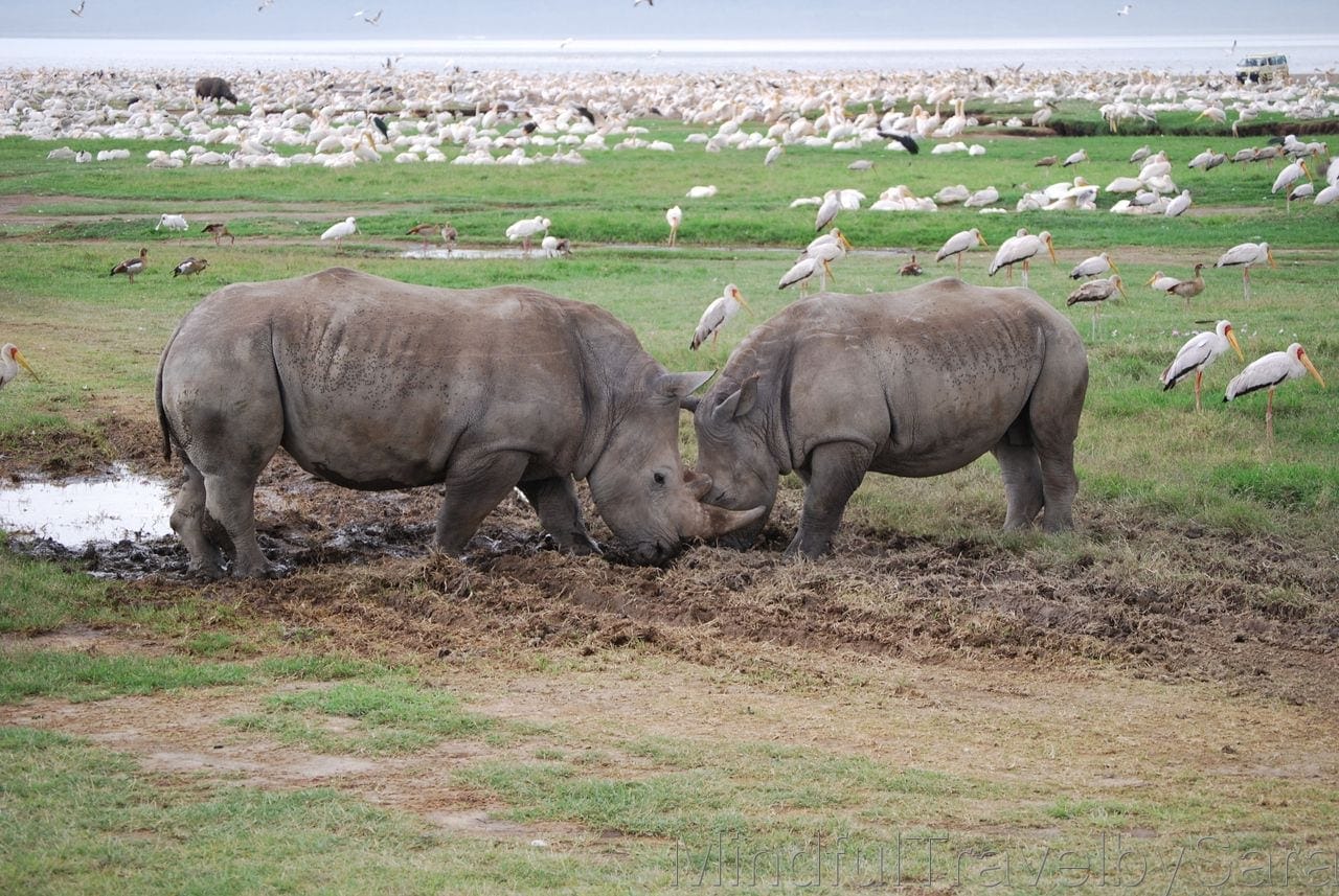 que ver en Kenia