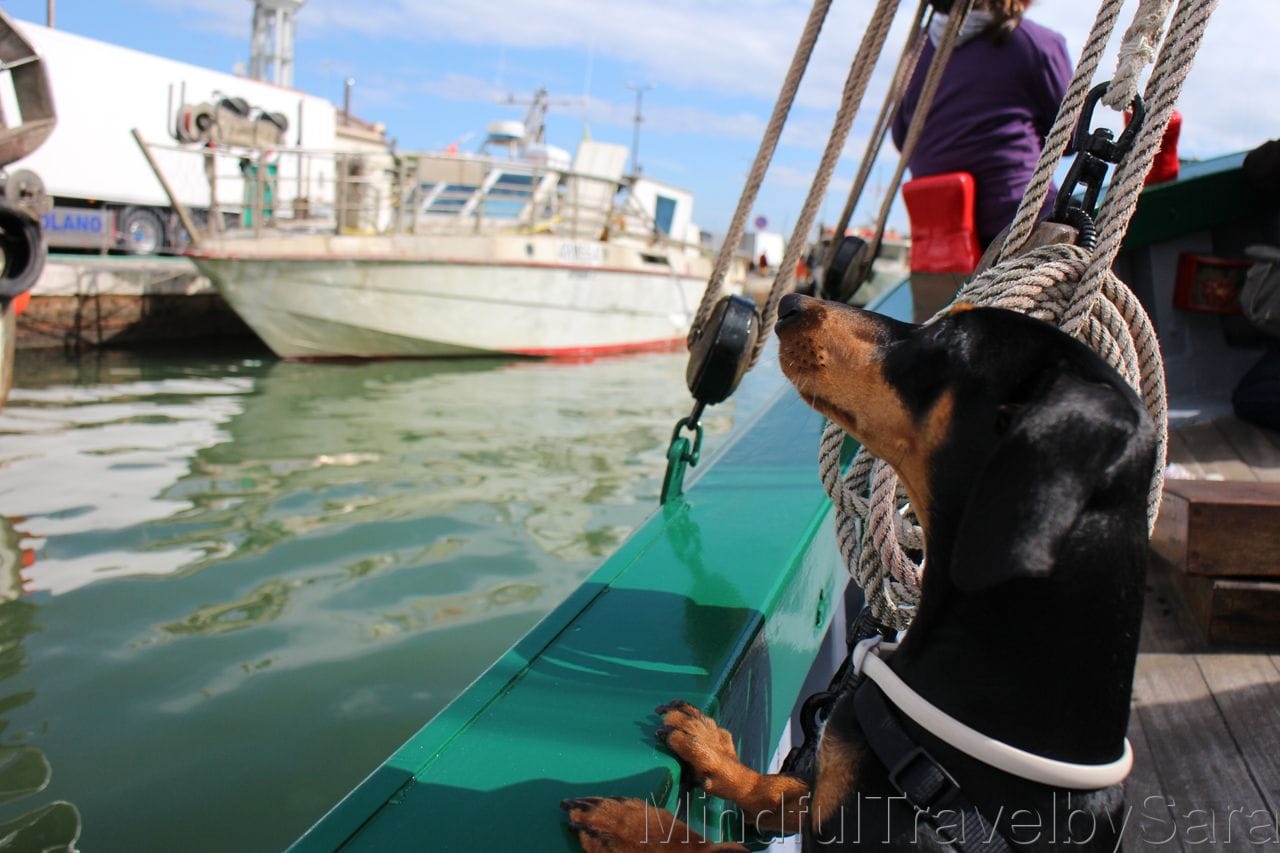 Kiba+marinero+curioso Cesenaticobellavita2
