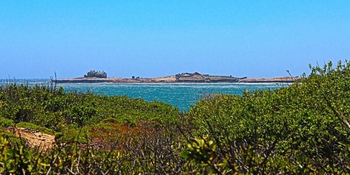 Bahía de San Francisco Focas en el Parque Año Nuevo