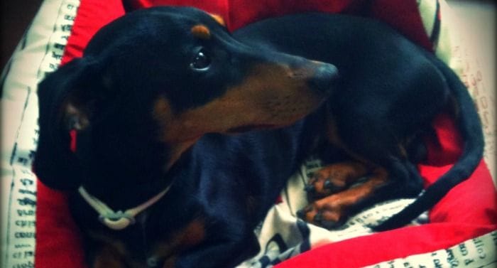 ara viajar con perro en coche