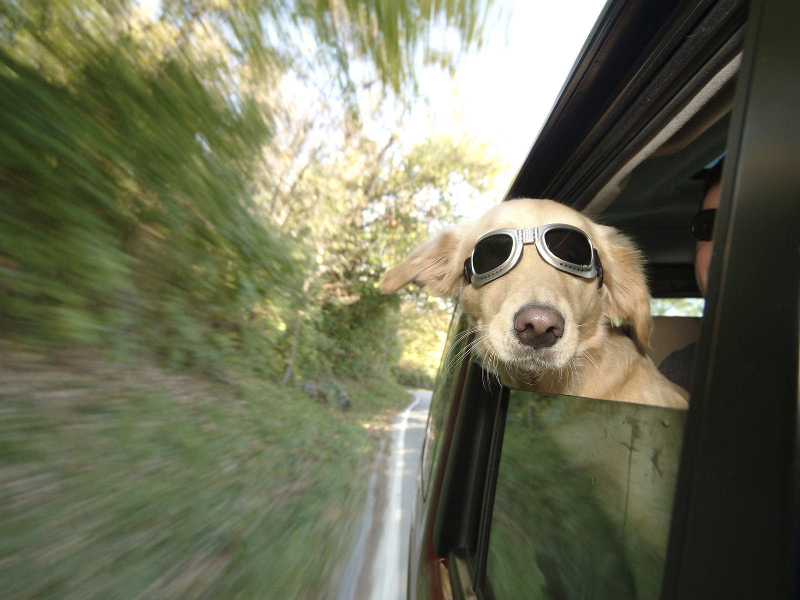 Dog CAr4