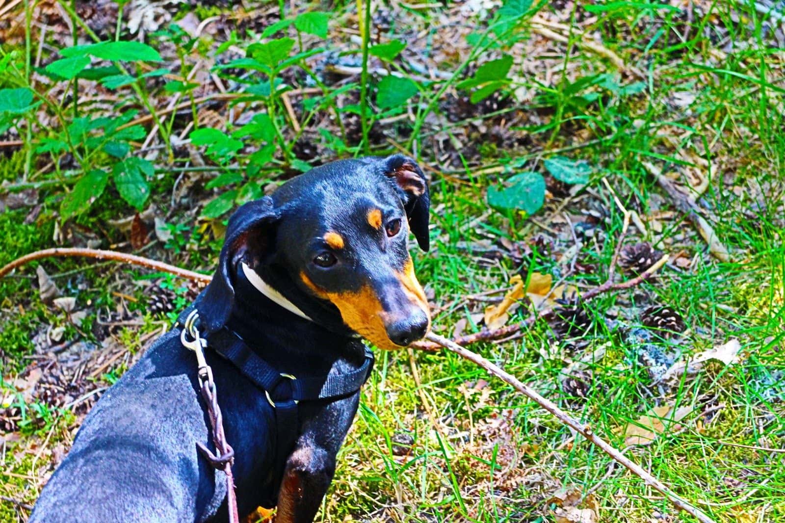 Kiba viaje5