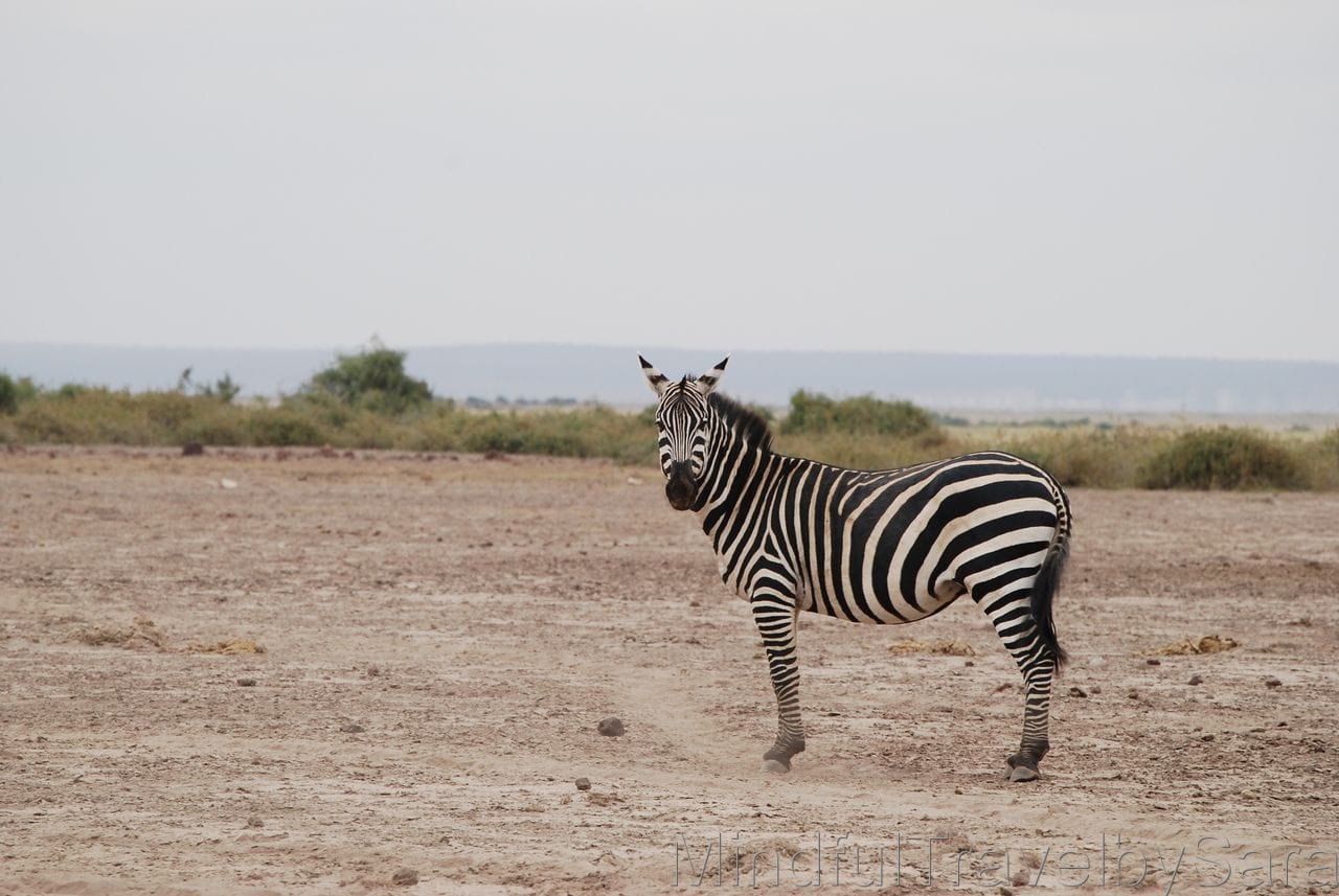 Viaje a Kenia: descubriendo el Parque Nacional de Amboseli