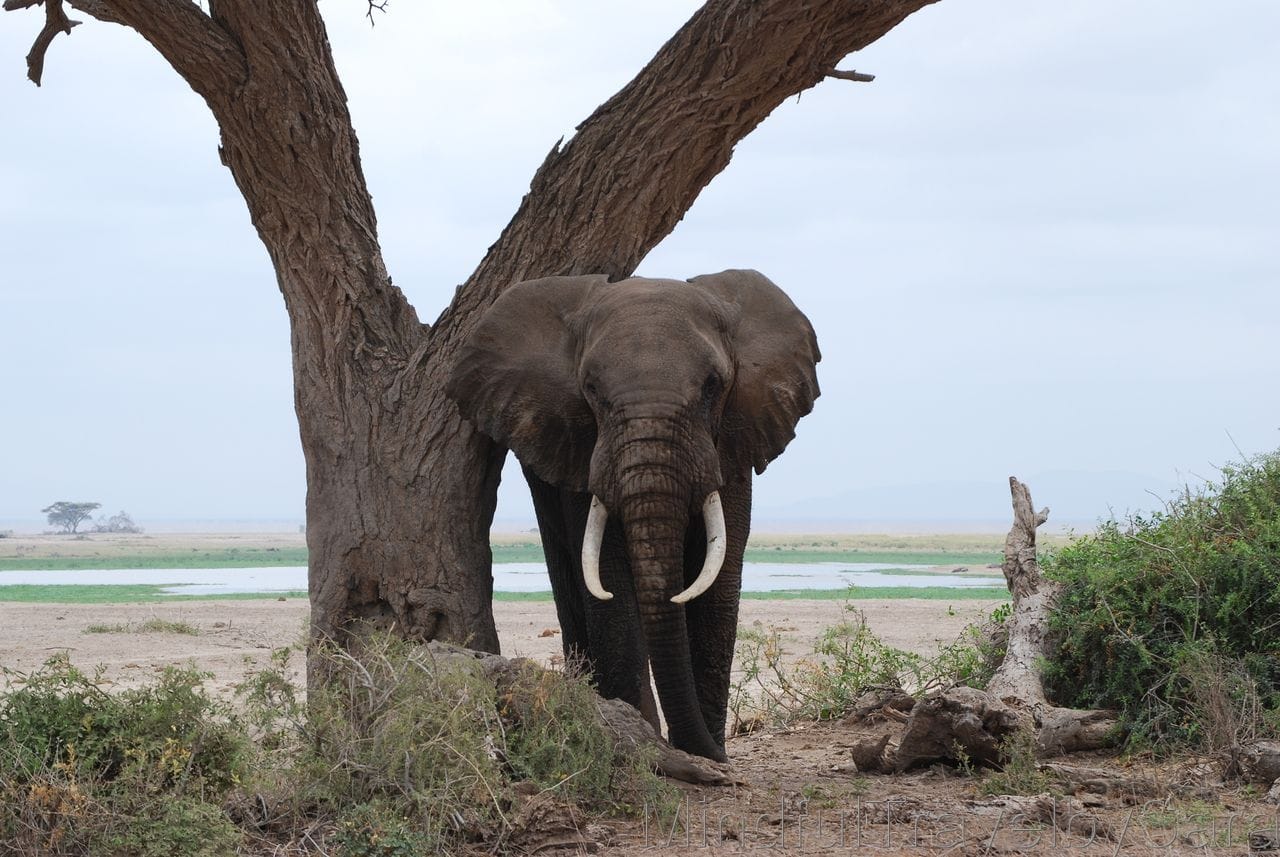 Viaje a Kenia: descubriendo el Parque Nacional de Amboseli Viaje a Kenia: descubriendo el Parque Nacional de Amboseli