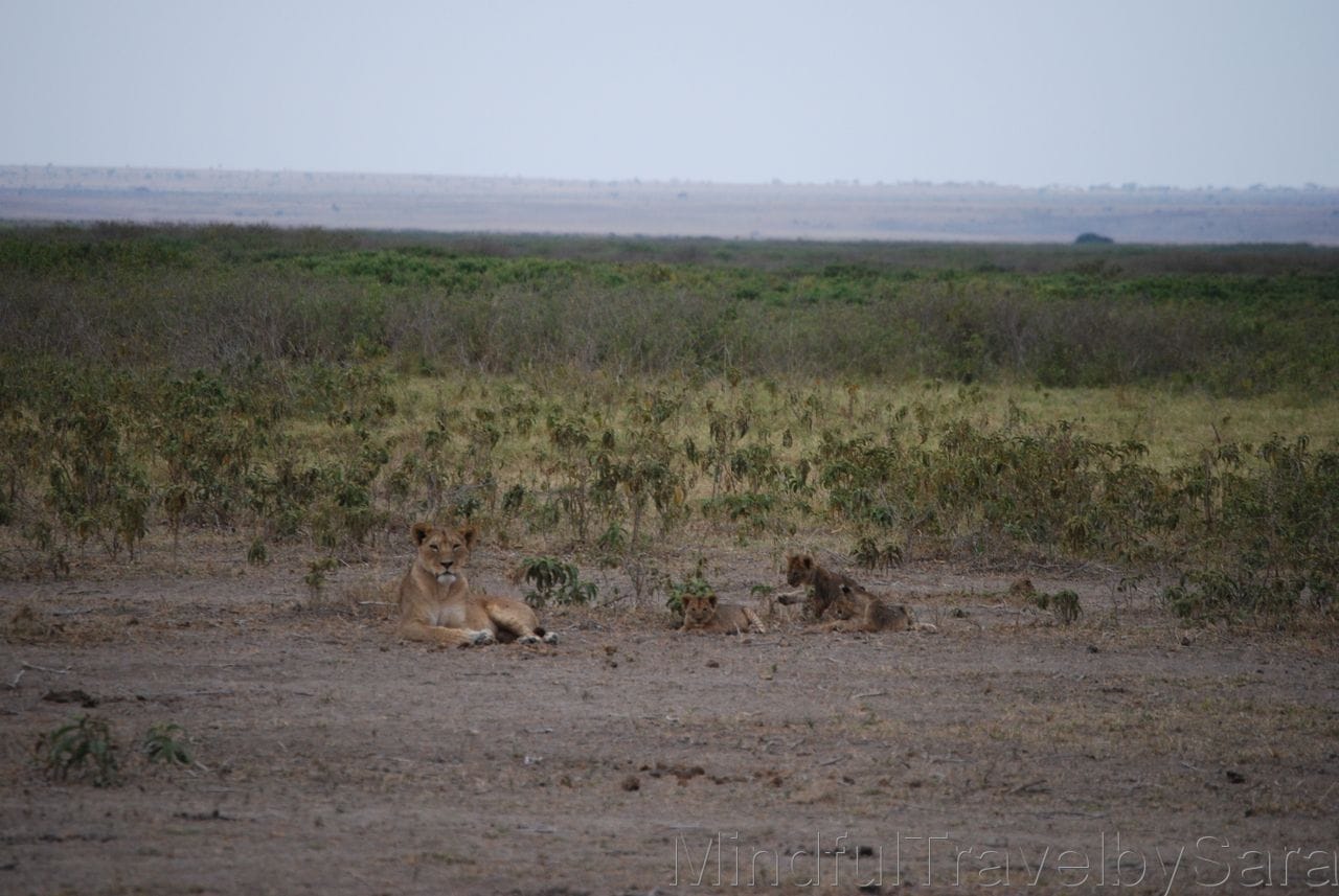 Viaje a Kenia: descubriendo el Parque Nacional de Amboseli Viaje a Kenia: descubriendo el Parque Nacional de Amboseli