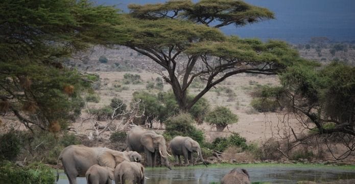 Viaje a Kenia descubriendo el Parque Nacional de Amboseli