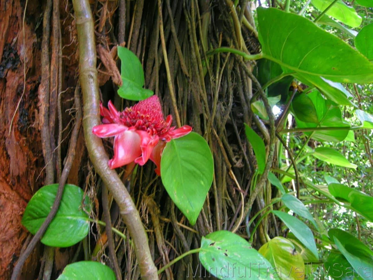 isla de Maui Flores2