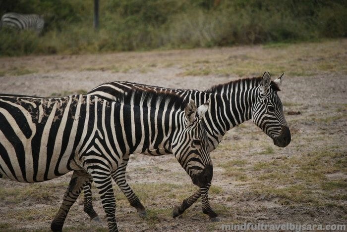 safari kenya