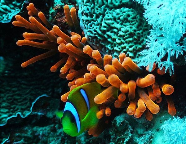 Marine Life Dahab opt