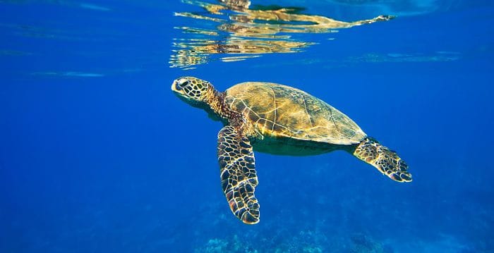 Friday Pic: Diving in the Red Sea