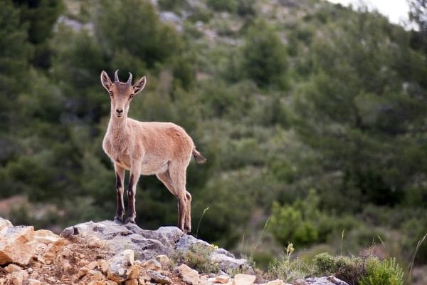 Sierra de Alcaraz