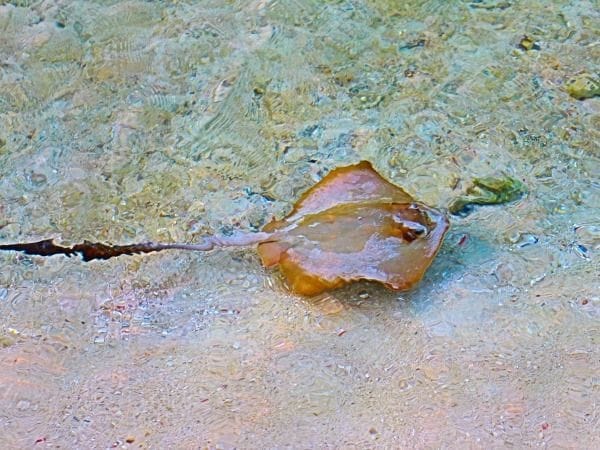 manta raya