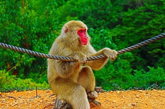 monkey park
