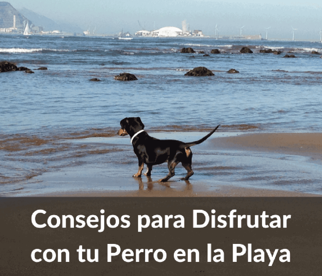 Cosejos para viajar con perro a la playa 1024x878