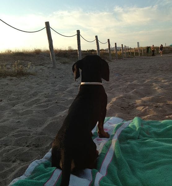 playa de perros1
