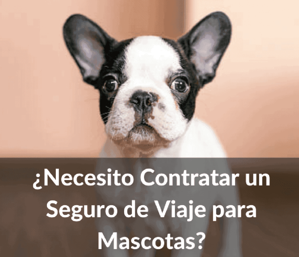seguro de viaje para mascotas 1024x878