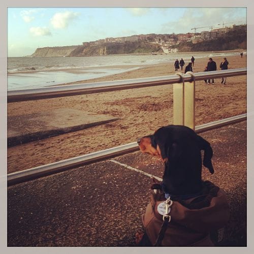 vacaciones con mi perro en la playa