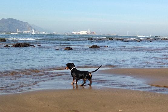 vacaciones con perro playa