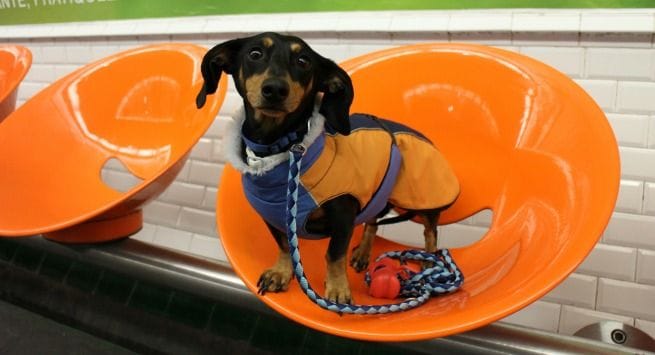 Hotel Banke: Viajar con Perro a París