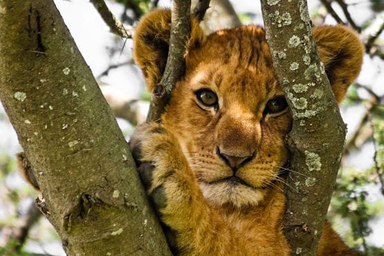 animales en peligro de extincion