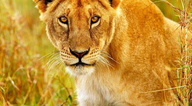 leones africanos