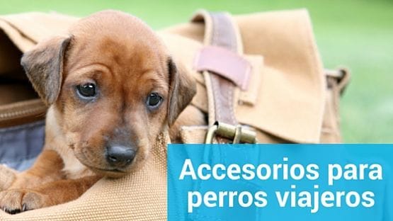 Accesorios para perros viajeros