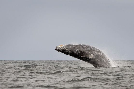 Avistamiento de Ballenas