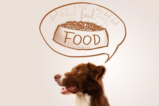 Comprar accessorios para perros