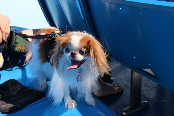Crucero canino Mercury Cruises