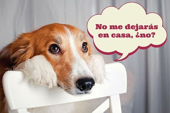 No me dejarás en casa