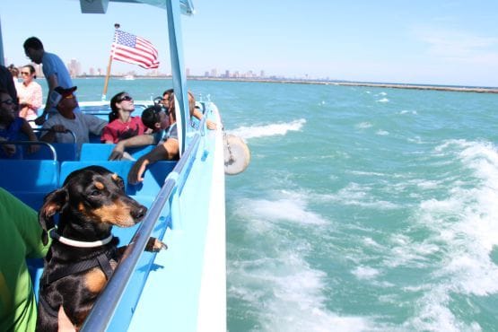 Paseo en Barco por la Ciudad de Chicago con perro
