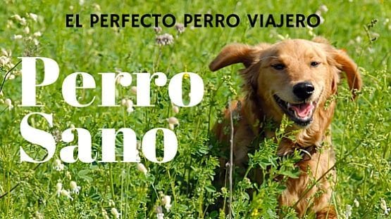 Requisitos para viajar con perro pasaporte