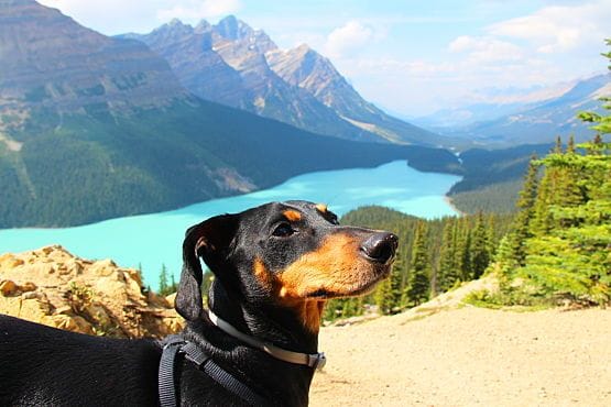 Viajar con perro a Canada