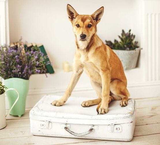 Accesorios para Perros