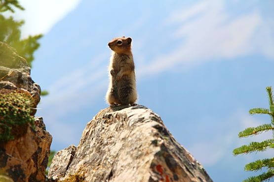 animales de Canada