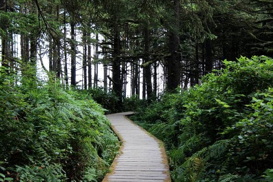 bosque isla de vancouver