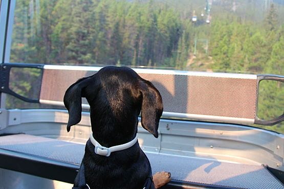 dog friendly banff