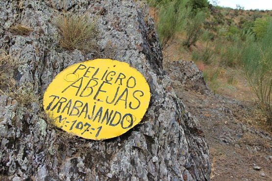Abejas Trabajando Ponton de la Oliva