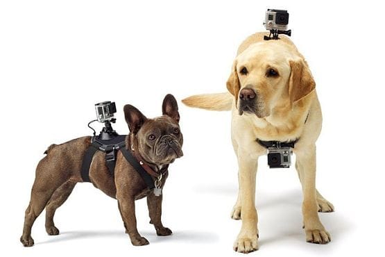 Accesorios para Perros