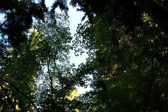 Bosque Parque Stanley