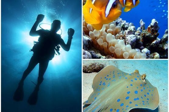 scuba travel