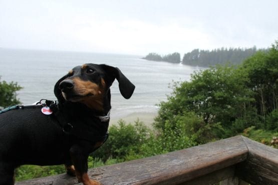 Viajar con Perro a Canadá Bosque Tofino