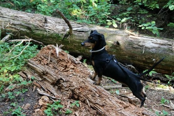 Viajar con Perro a Canadá Buscando Ardillas