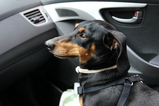 Viajar con Perro a Canadá Coche