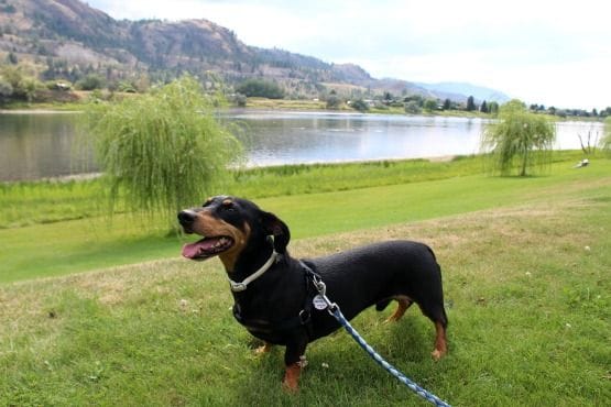 Viajar con Perro a Canadá Kamloops