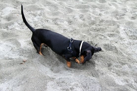 Viajar con Perro a Canadá Kiba en la Playa