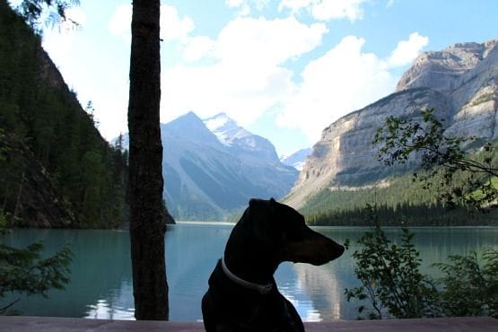 Viajar con Perro a Canadá Kinney Lake