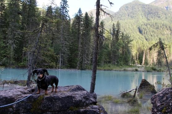 Viajar con Perro a Canadá Lago